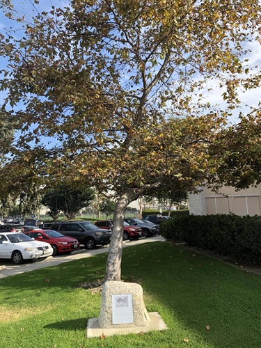 California sycamore tree planted by artist Joel Tauber at the Torrance Art Museum
