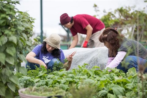 Three individuals picking vegetables at the community garden