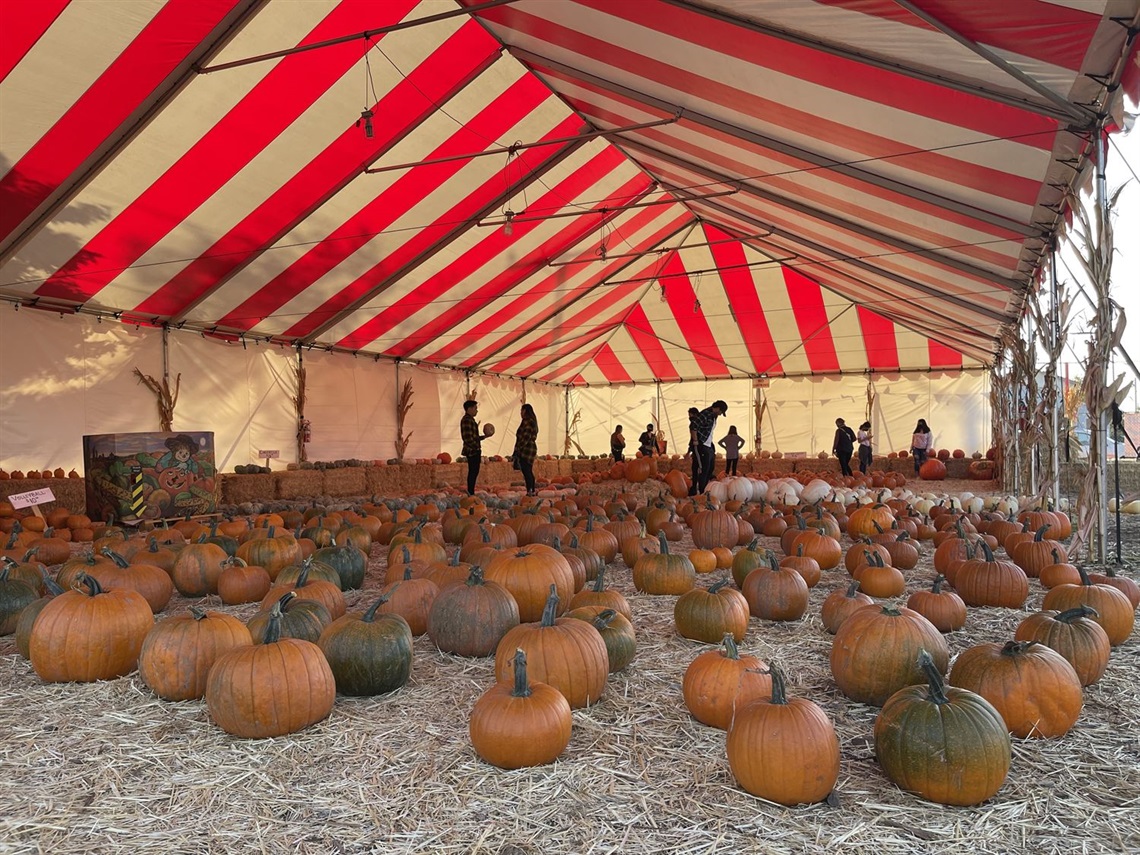 Pumpkin Patch